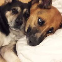 Texas City Animal Hospital ico