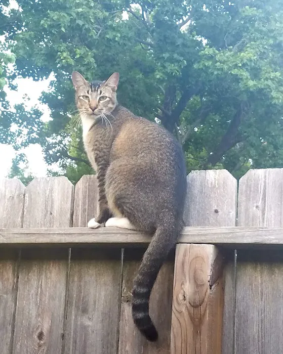 Texas City Animal Hospital 7