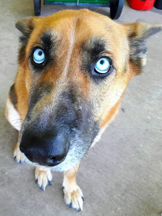 Texas City Animal Hospital 2