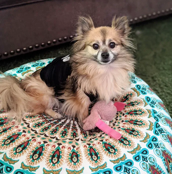 Lakeway Animal Medical and Surgical Clinic 6