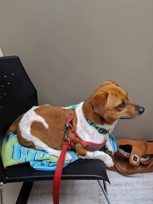 Lakeway Animal Medical and Surgical Clinic 1