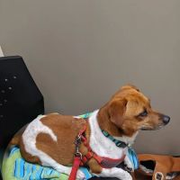 Lakeway Animal Medical and Surgical Clinic ico