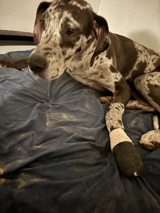 Willis Emergency Animal Clinic 7