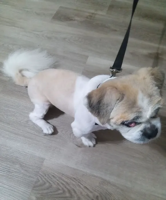 Willis Emergency Animal Clinic 8
