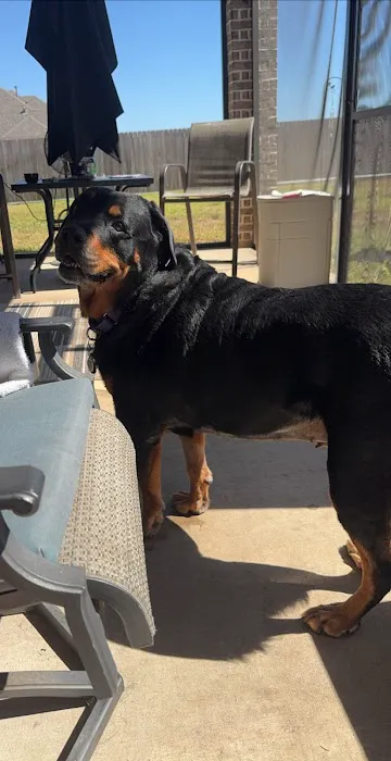 Willis Emergency Animal Clinic 4
