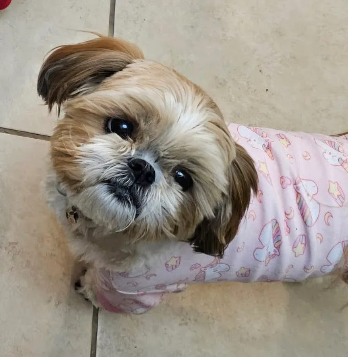Willis Emergency Animal Clinic 2