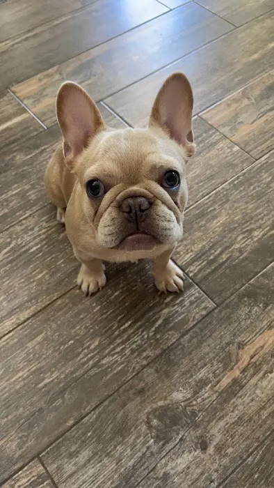 Willis Animal Hospital 1