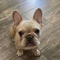 Willis Animal Hospital ico