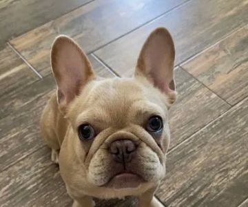 Willis Animal Hospital