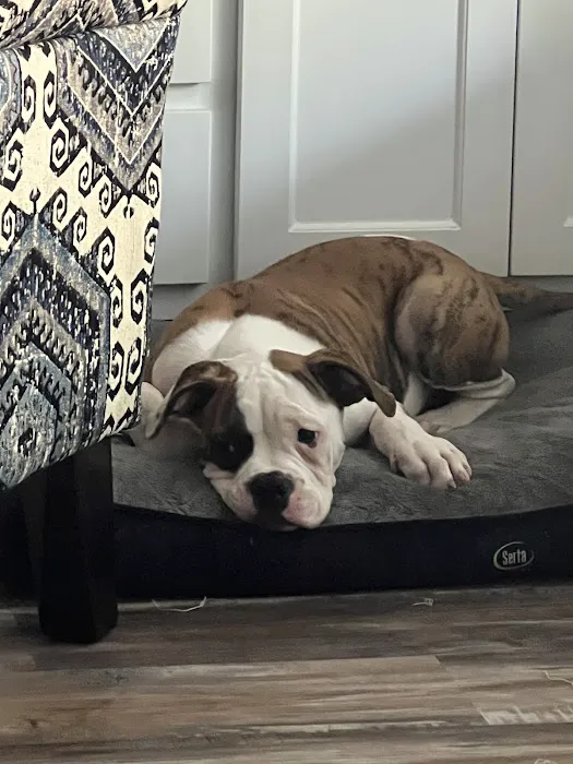 Willis Animal Hospital 2