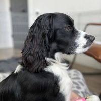 Spring Hill Animal Hospital ico