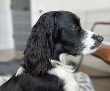 Spring Hill Animal Hospital
