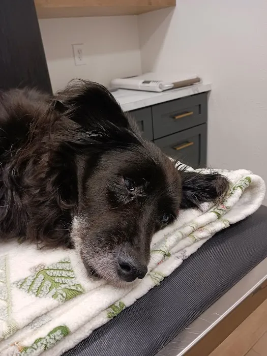Spring Hill Animal Hospital 4