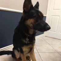 Spring Hill Animal Hospital: Curtis Shauna R DVM ico