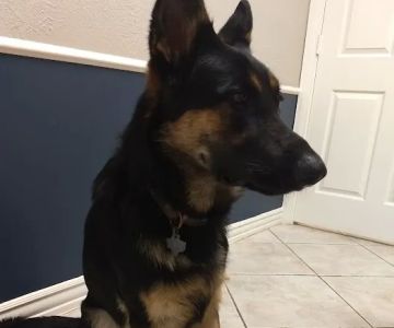 Spring Hill Animal Hospital: Curtis Shauna R DVM