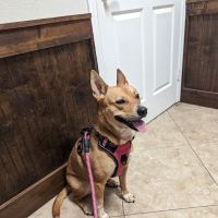 Shady Brook Animal Hospital ico
