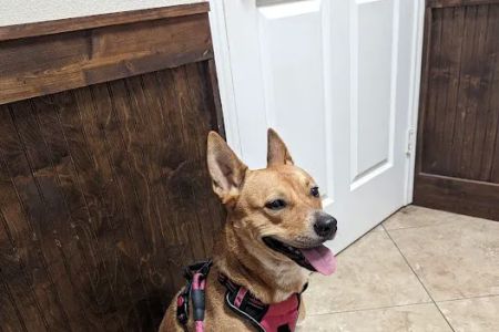 Shady Brook Animal Hospital