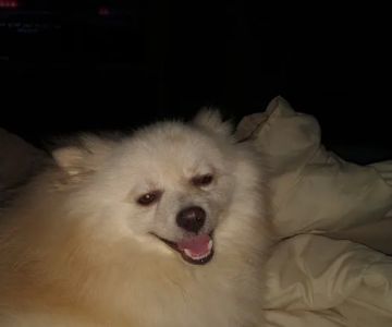 TCVM for Animals