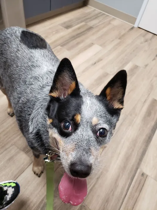 Clear Creek Forest Animal Hospital 12