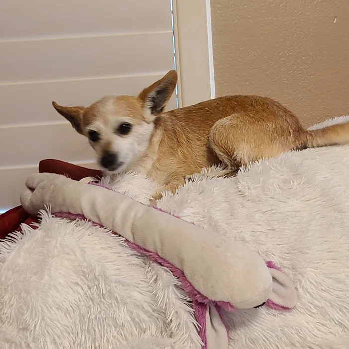 Clear Creek Forest Animal Hospital 12