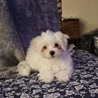 Banfield Pet Hospital ico
