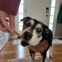 Lindenhurst Veterinary Hospital ico