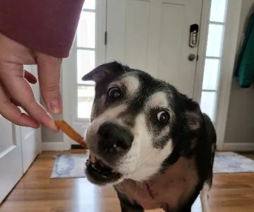 Lindenhurst Veterinary Hospital