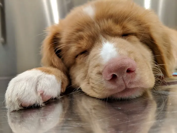 Amityville Animal Hospital 8