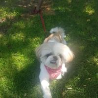 Amityville Animal Hospital ico