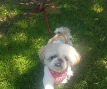 Amityville Animal Hospital