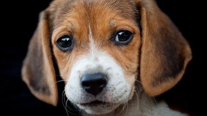 Amityville Animal Hospital 4