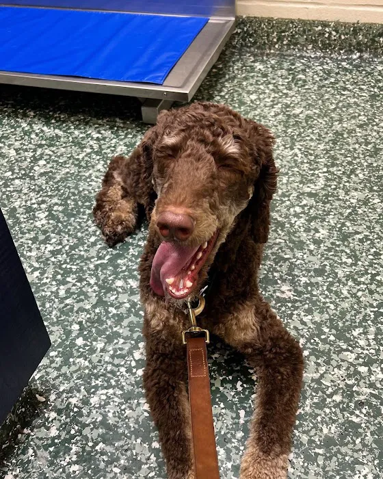 Dix Hills Animal Hospital 4