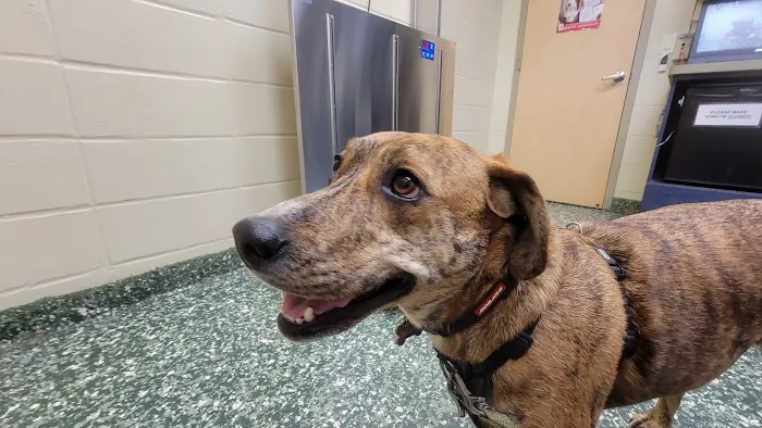 Dix Hills Animal Hospital 1
