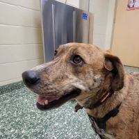 Dix Hills Animal Hospital ico