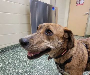 Dix Hills Animal Hospital