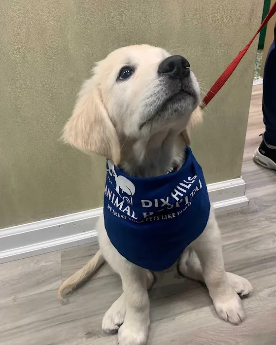 Dix Hills Animal Hospital 7