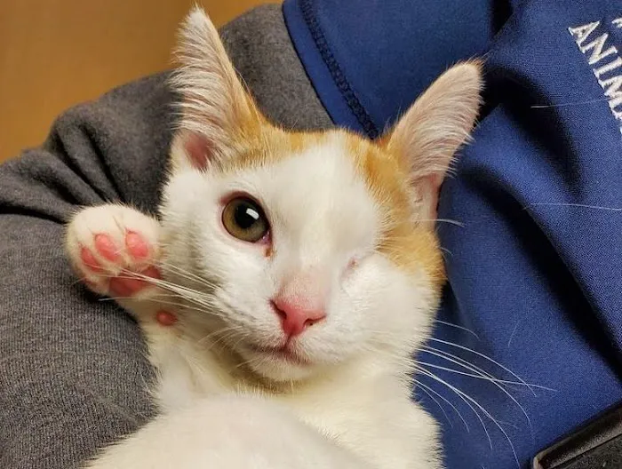 Dix Hills Animal Hospital 6