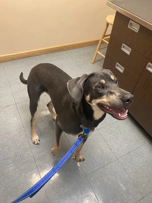 North Shore Veterinary Hospital 3