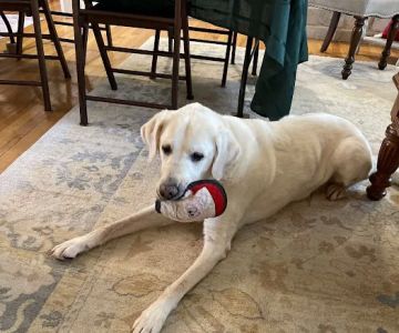 North Shore Veterinary Hospital