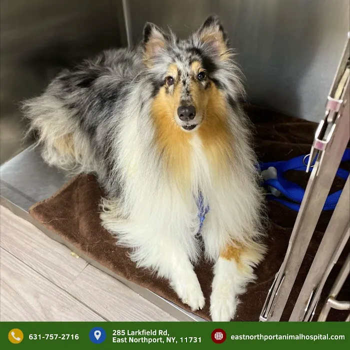 East Northport Animal Hospital 4