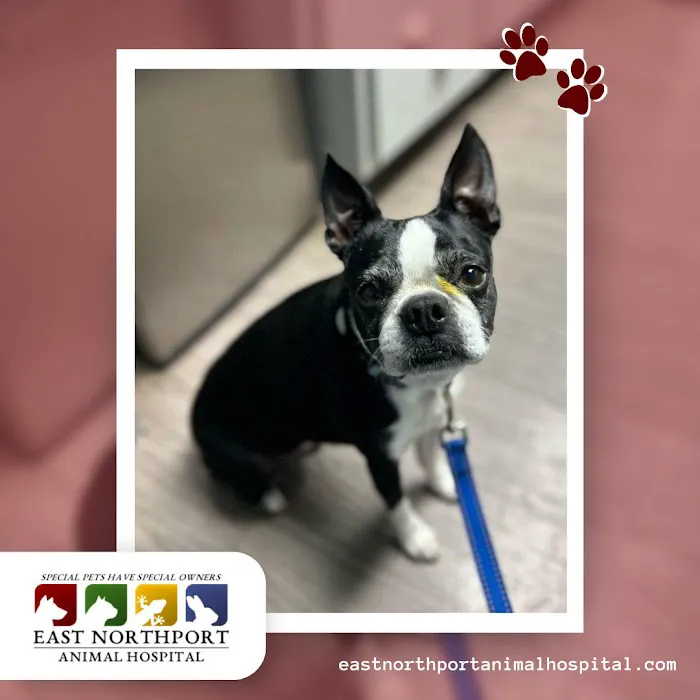 East Northport Animal Hospital 2