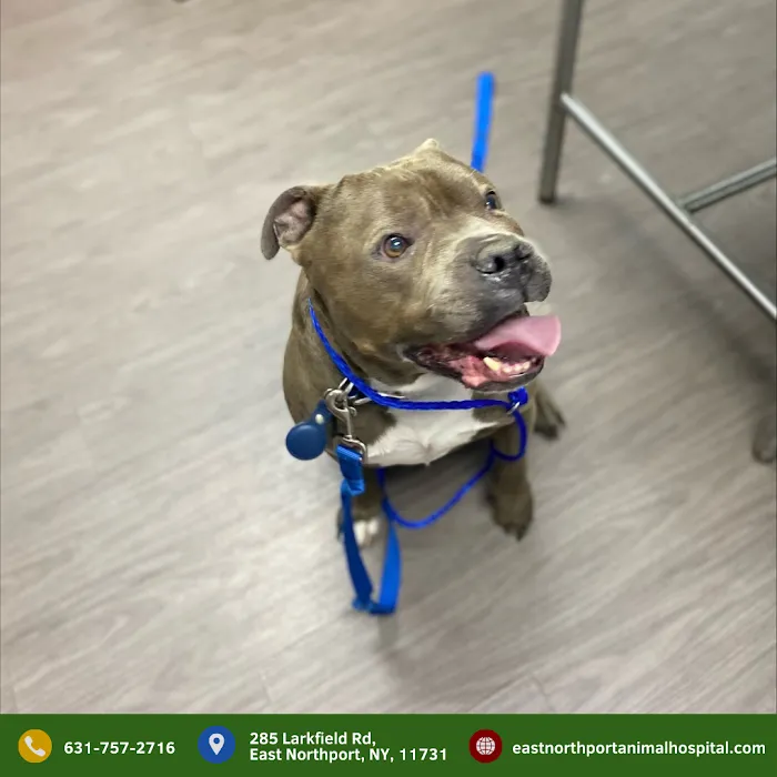 East Northport Animal Hospital 10