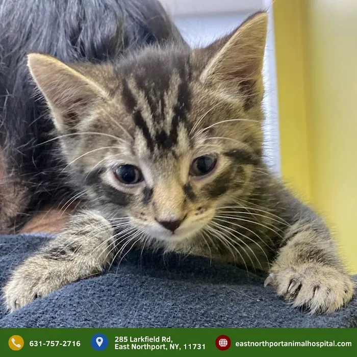 East Northport Animal Hospital 8