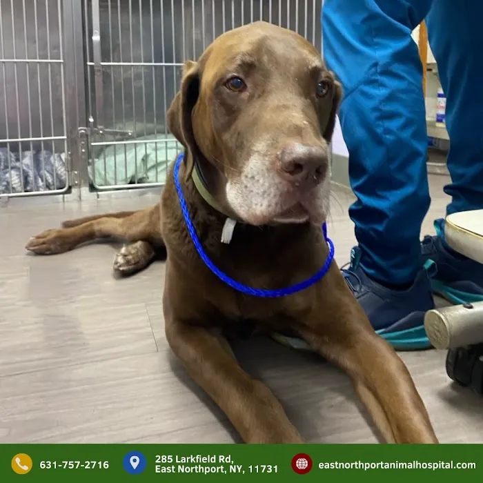 East Northport Animal Hospital 9