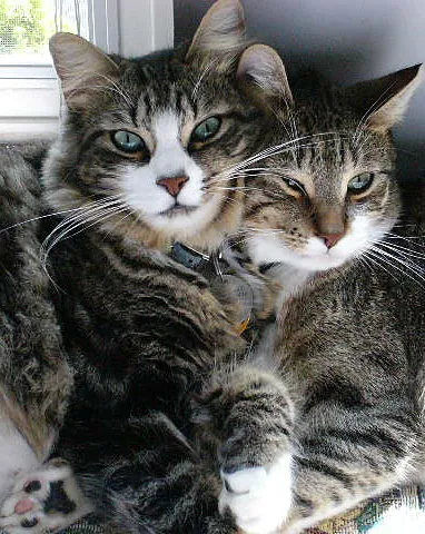 Park Animal Hospital 7