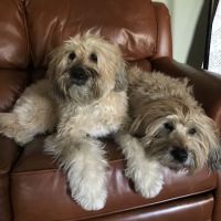 Park Animal Hospital ico