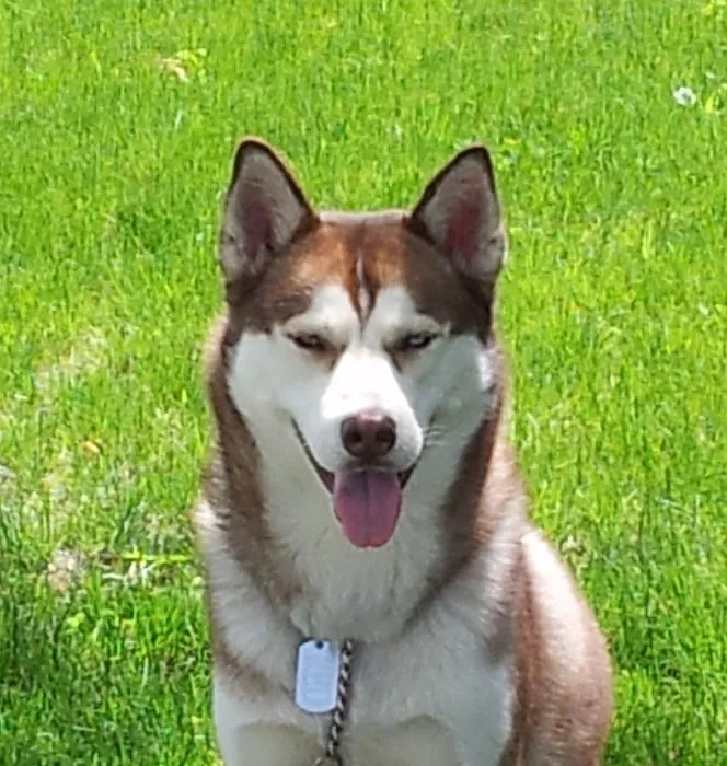 Park Animal Hospital 8