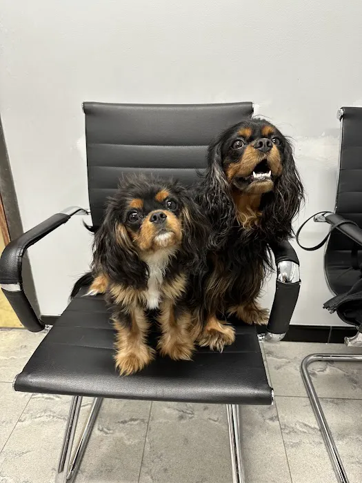 Massapequa Pet Vet 1