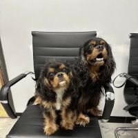 Massapequa Pet Vet ico