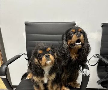 Massapequa Pet Vet